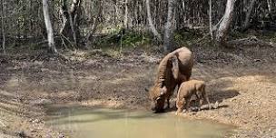 Family Safari: Bison and Butterflies