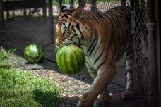 Watermelon Toss!