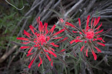 Plants of the Canyon