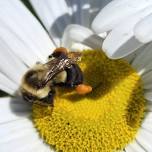 Seasonal Gardening with Native Plants (for the Little Ones) LSLT 6/1 10-12