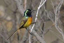 CELEBRATING BIRDS AND SPECIES DIVERSITY IN THE FYNBOS BIOME