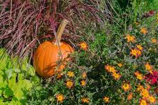 Fall Container Gardens hosted by Extension Master Gardeners in Tazewell County