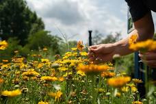 Workshop: Herbalism on the Farm—Summer Solstice