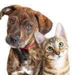 Fearless Kitty Rescue Free Cat and Dog Microchip Event June 1