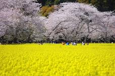 Cherry Blossom Charter Bus Tour: Discover the Beauty of Sakura in Kyushu from Fukuoka