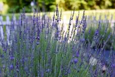 Lavender Fest 2024