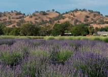 June Bloom At Capay Valley Lavender Farm