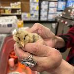 Chick Dayz at Carr Hardware