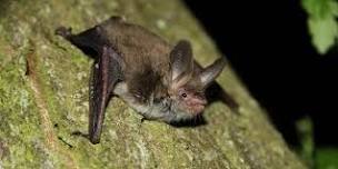 Children's Wildlife Watch - Bats