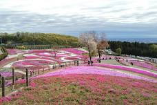 Shibazakura in Misato Park