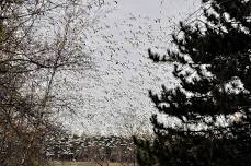 Birding on the Lennoxville Walking trail