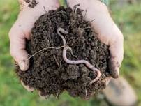 Naturalist Hike: Earthworms