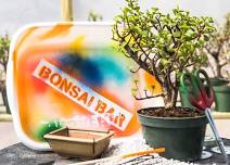 Bonsai Bar at Bright Ideas Brewing