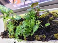 Kids school holiday workshop - Create a Mini Terrarium.