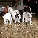 Goat Yoga at Kelkenberg Farm!