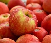 Apple Day at the Botanic Gardens