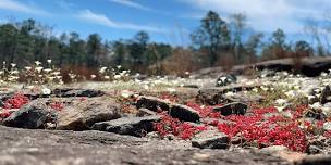 Morning Interpretive Hikes With Arabia Naturalists