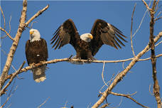 University of Minnesota Raptor Center Public Tour