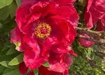 Peony Portraits with Gold Leaf