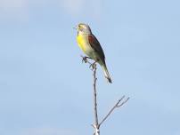 Blue Mounds Birding