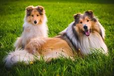 Collies Day