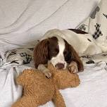 Puppy School Course - £100.00 plus £2 booking fee