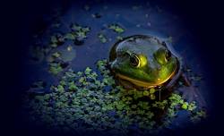 Tot Trot: Amphibians