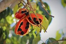 Free Walk & Talk - Bushfoods & Biodiversity of Southern QLD.