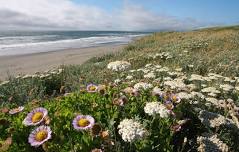 Invasive Annual Grass Removal Volunteer Workday at Lanphere Dunes