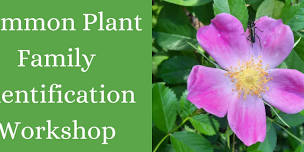 Common Plant Family Identification Workshop