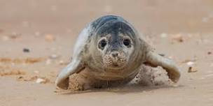 The pinnipeds of Norfolk with Carl Chapman