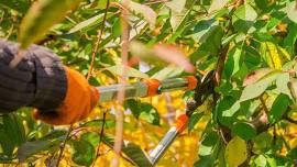 Fruit Tree Mastery Class 2 of 4-  Pruning Fruit Trees