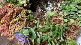 Succulent Wreaths Workshop