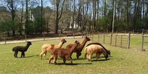 Mother's Day Weekend Creekwater Alpaca Farm Barn Tour