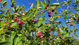 Juneberry Foraging with the Coralville Community Food Pantry