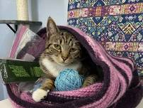 Knitting with cats