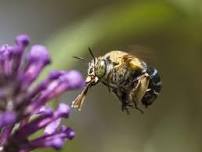 Australian Native Insect Pollinators