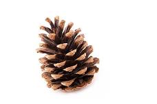 Adult Crafter's Studio - Homemade Pine Cone Fire Starters