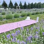 Sunset YOGA - In lavender field (1)