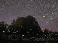 Prabalmachi Fireflies Camping