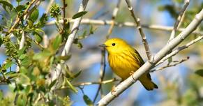 Birding On Nantucket — Linda Loring Nature Foundation