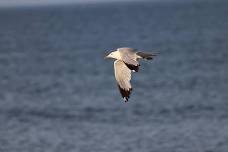 Family Trail Trekkers - Coastal Waterbirds