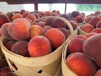 South Carolina Peaches in Crossville