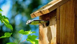 Flower Shop Bird House Craft