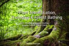 Plant Identification, Foraging & Forest Bathing