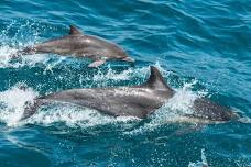 Wasini Dolphin Tour