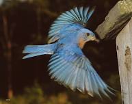 Bluebirds in Minnesota