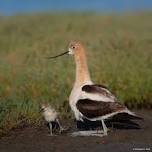 Field Trip: Boardwalk & Beyond Photowalk (Alviso) — Santa Clara Valley Audubon Society