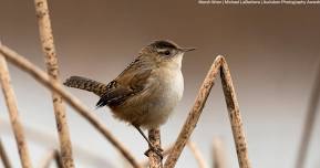 In-Person Class Series: Birding by Ear, Tackling the Tricky Ones with Whitney Neufeld-Kaiser