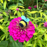 Busy Bee Needle Felting Workshop